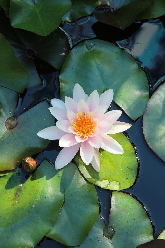 Harmony in Blooms Exquisite Mosaic